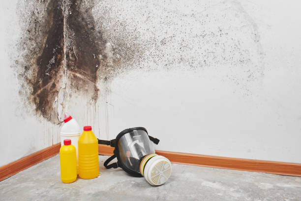 Best Mold Cleaning Services  in Buna, TX