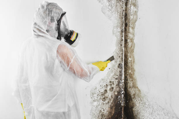 Best Commercial Mold Removal  in Buna, TX