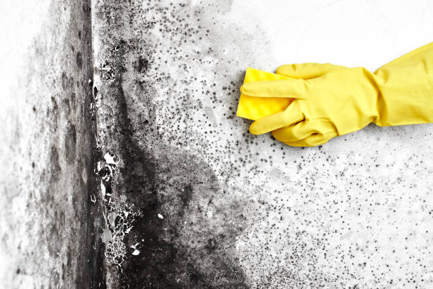 Best Home Mold Removal  in Buna, TX