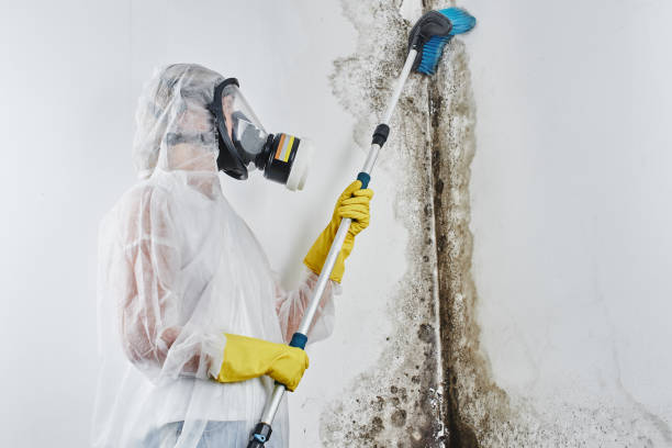 Best Residential Mold Removal  in Buna, TX