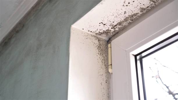 Best Toxic Mold Removal  in Buna, TX