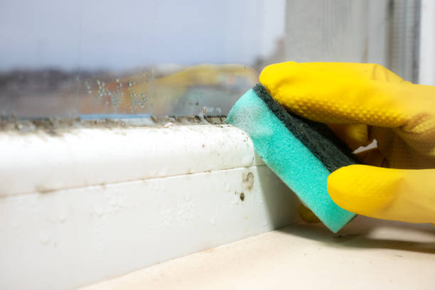 Best Home Mold Removal  in Buna, TX