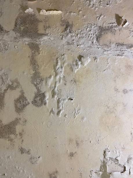 Best Emergency Mold Removal  in Buna, TX