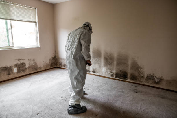 Reliable Buna, TX Mold Removal Solutions