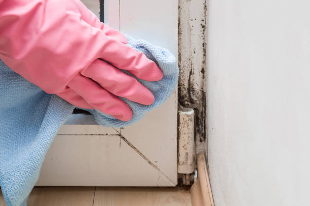 Best Local Mold Removal Service  in Buna, TX